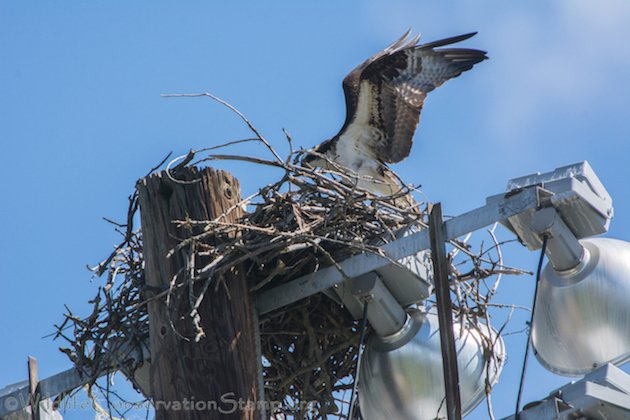 Osprey