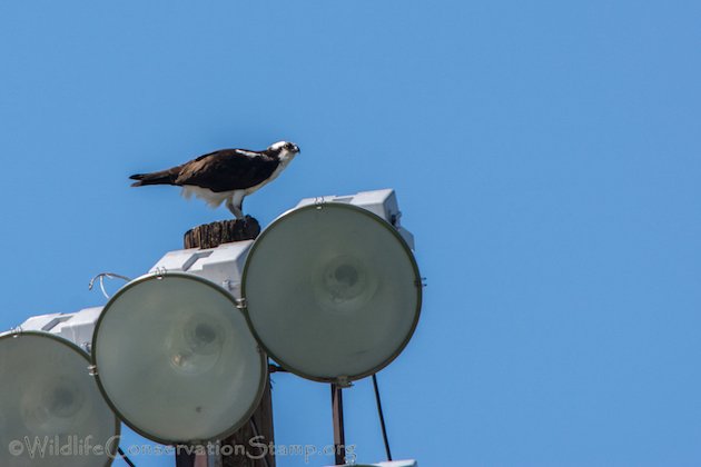 Osprey