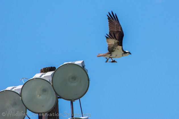 Osprey