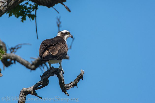 Osprey