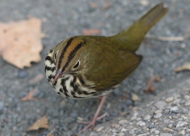 Ovenbird at Bryant Park 2