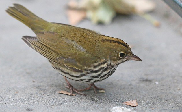 Ovenbird at Bryant Park