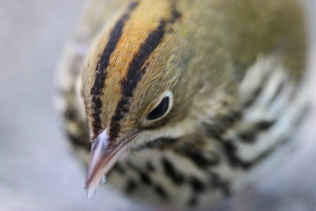 Ovenbird extreme close up