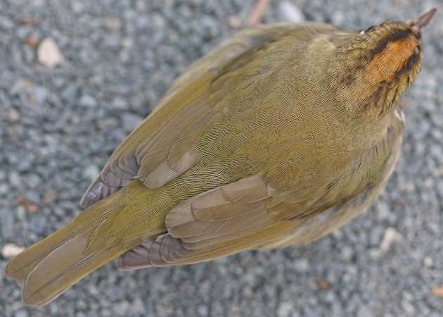 Ovenbird from above