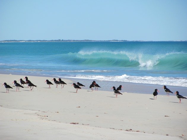 Oystercatcher flock (2)