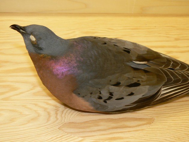 P Pigeon 3_small