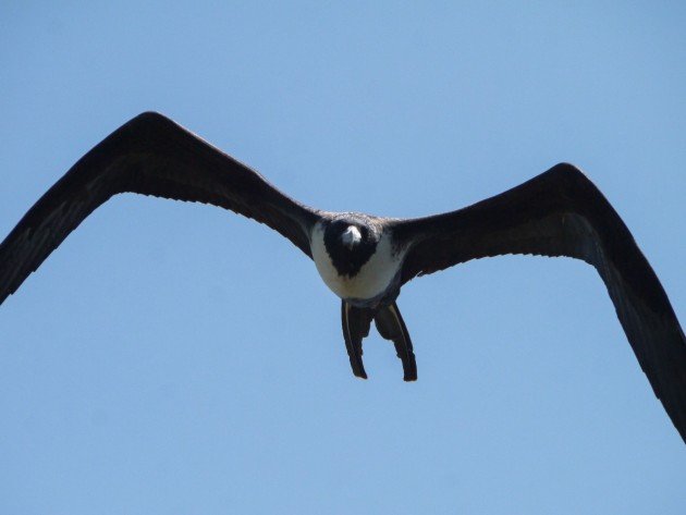 frigatebird, birding, north carolina