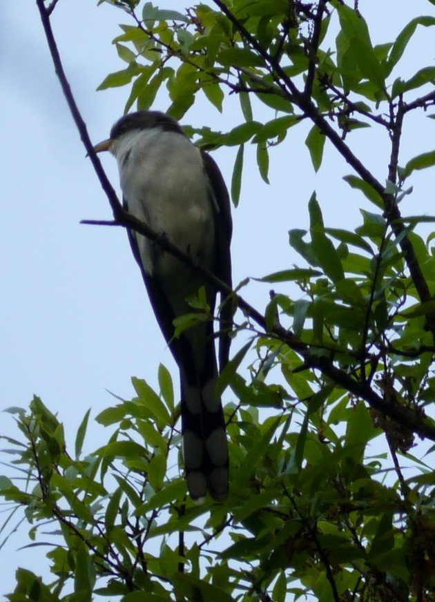 cuckoo, birding, north carolina