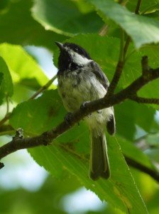 maine, chickadee, birding