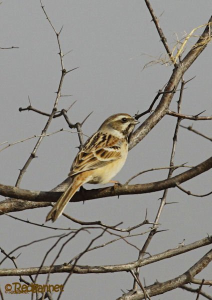 PEK 05Mar15 Jankowski's Bunting 02