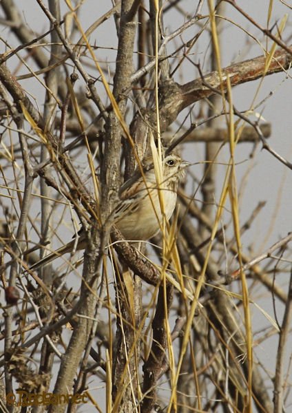 PEK 05Mar15 Jankowski's Bunting 04