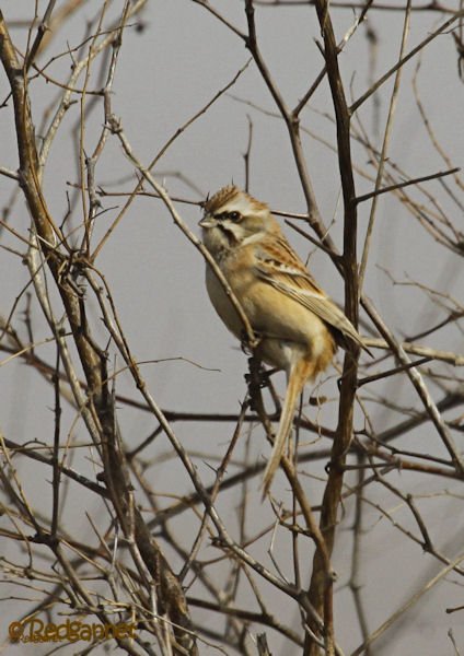 PEK 05Mar15 Jankowski's Bunting 05