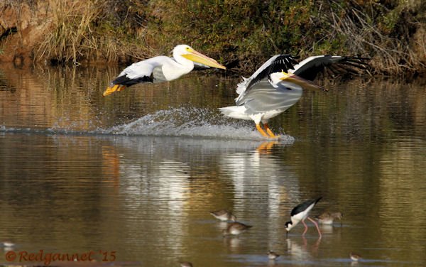 PHX 08Jan15 American White Pelican 02