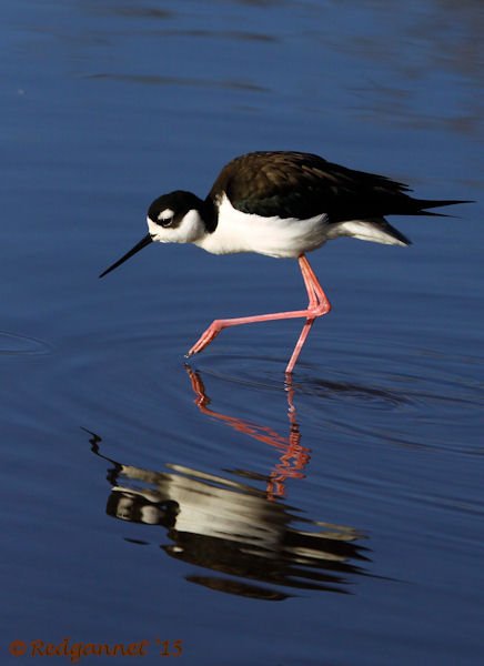 PHX 08Jan15 Black-necked Stilt 17