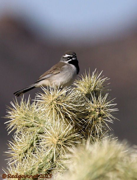 PHX 08Jan15 Black-throated Sparrow 01