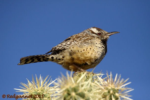 PHX 08Jan15 Cactus Wren 05