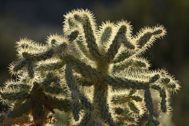 PHX 08Jan15 Cholla Cactus 01