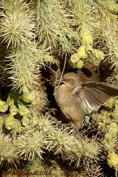 PHX 08Jan15 Curve-billed Thrasher 01