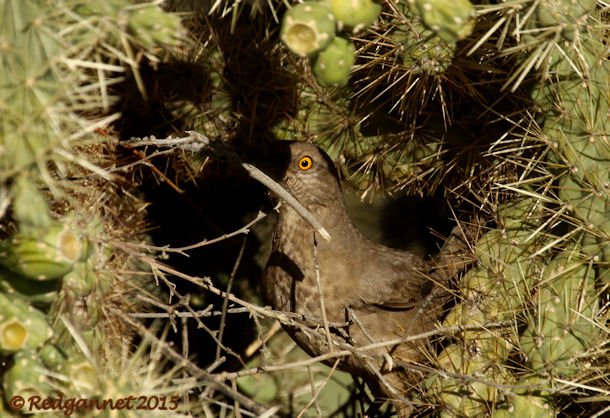 PHX 08Jan15 Curve-billed Thrasher 02