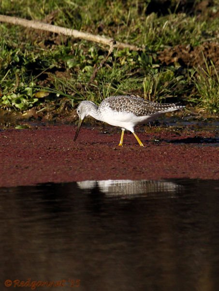 PHX 08Jan15 Greater Yellow-legs 04