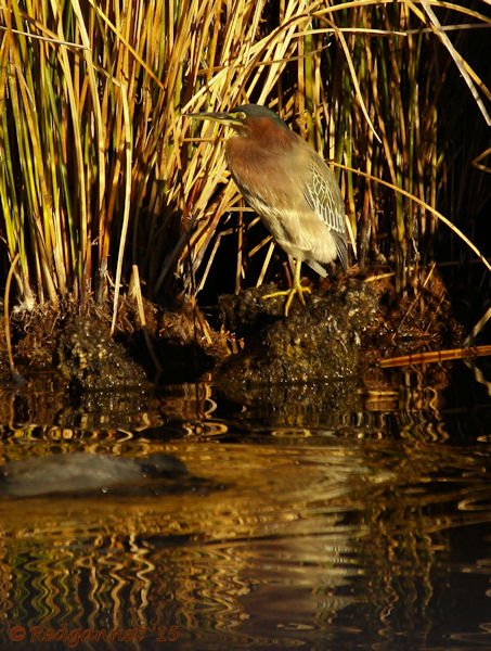 PHX 08Jan15 Green Heron 01