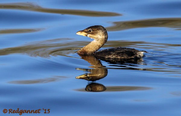 PHX 08Jan15 Pied-billed Grebe 02