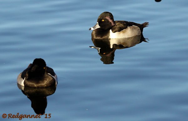 PHX 08Jan15 Ring-necked Duck 01