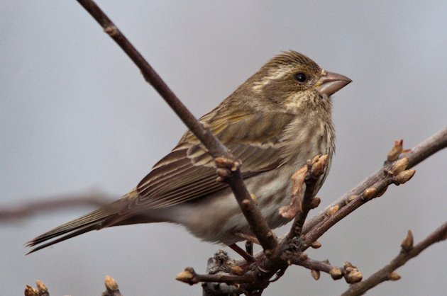 Purple Finch Female