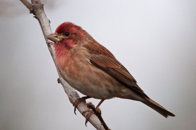 Purple Finch Male