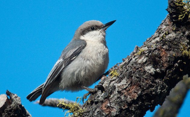 Pygmy Nuthatch