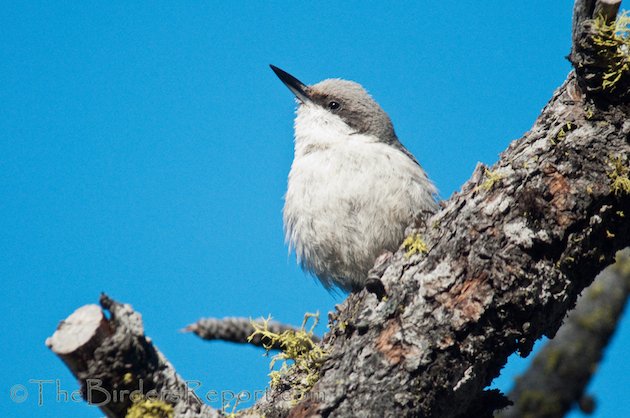 Pygmy Nuthatch