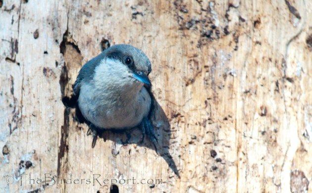 Pygmy Nuthatch at Cavity Entrance