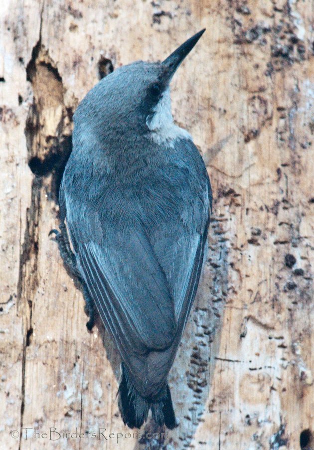 Pygmy Nuthatch at Lassen Volcanic National Park