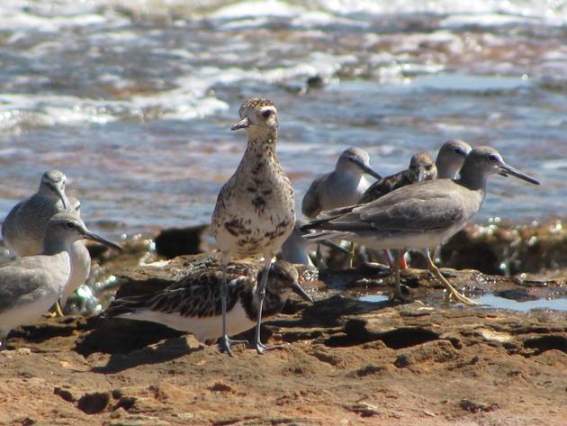 Pacific Golden Plover, Grey-tailed Tattlers and Ruddy Turnstone