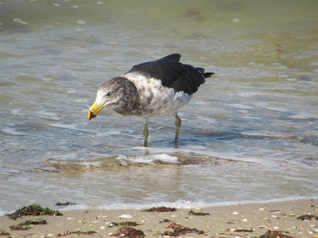 Pacific Gull (2)