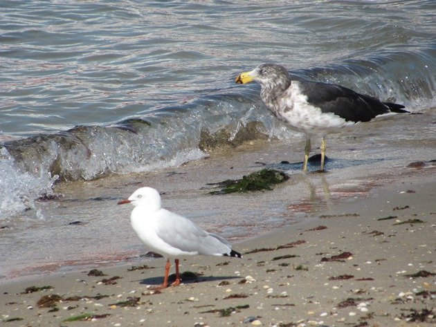 Pacific Gull & Silver Gull