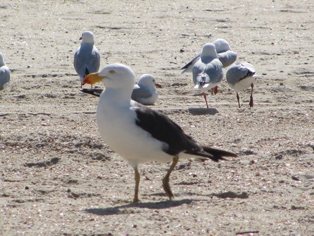 Pacific Gull & Silver Gulls