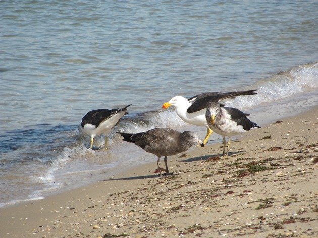 Pacific Gulls (2)