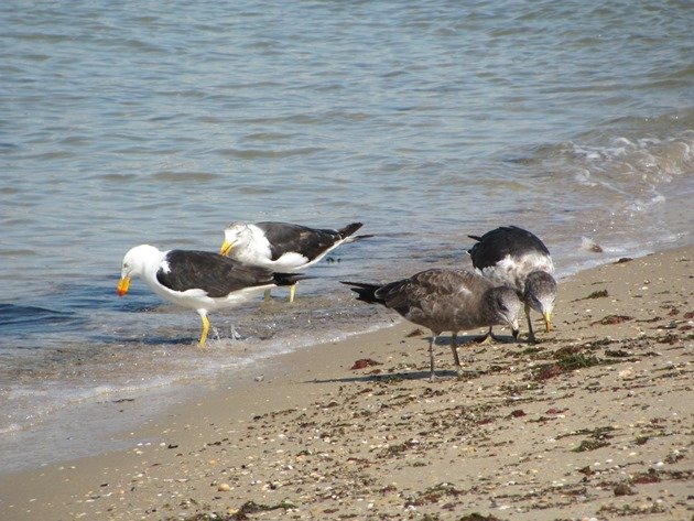 Pacific Gulls (3)