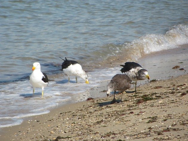 Pacific Gulls (4)