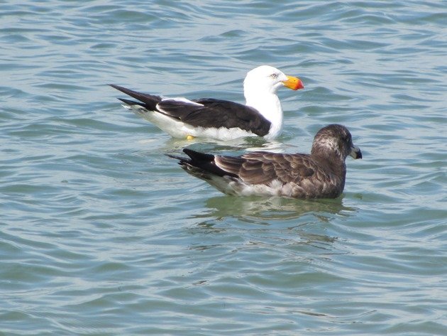 Pacific Gulls (5)
