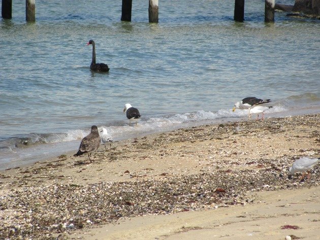 Pacific Gulls, Silver Gulls & Black Swan
