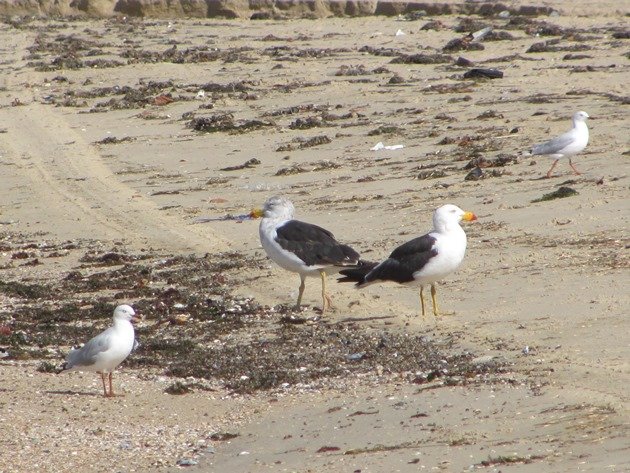 Pacific Gulls & Silver Gulls