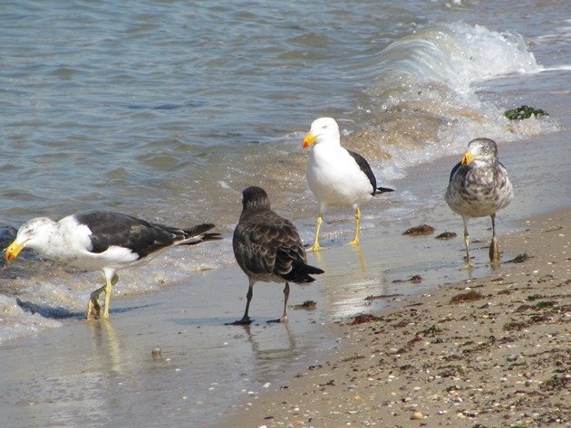 Pacific Gulls