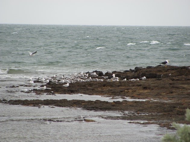 Pacific Gulls,Silver Gulls & Crested Terns