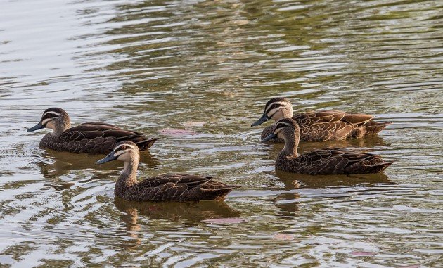 Pacific_Black_Ducks_-_Durack_Lakes_-_Palmerston_-_Northern_Territory_-_Australia