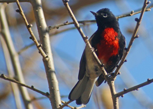 Painted Redstart