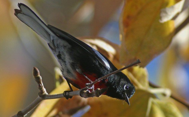 Painted Redstart at Irvine Lake