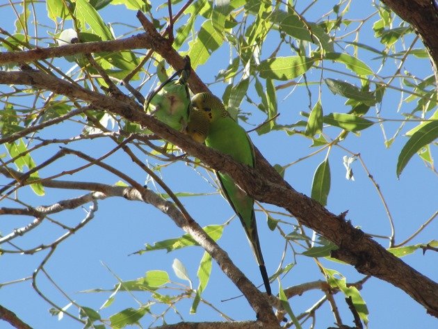 Pair of Budgerigars (2)