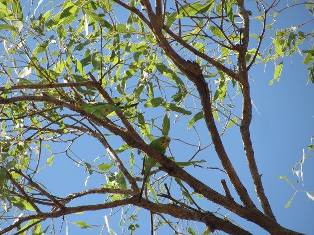 Pair of Budgerigars